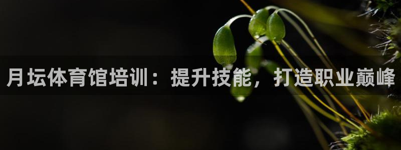 焦点娱乐公司的发展历程是什么：月坛体育馆培训：提升技