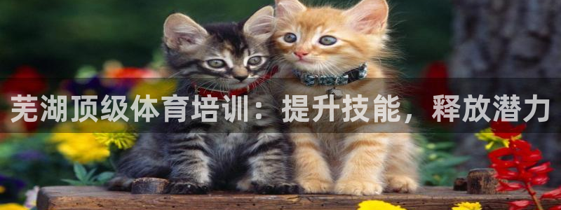 焦点娱乐力 411o31 焦点：芜湖顶级体育培训：提