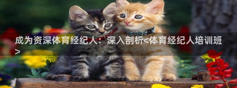 焦点娱乐不出款怎么回事：成为资深体育经纪人：深入剖析